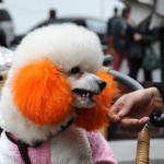 Changing the Image of Dogs in China